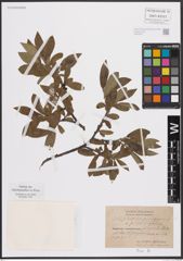 Foto von Salix glauca L. x Salix nigricans Sm. x Salix phylicifolia L.